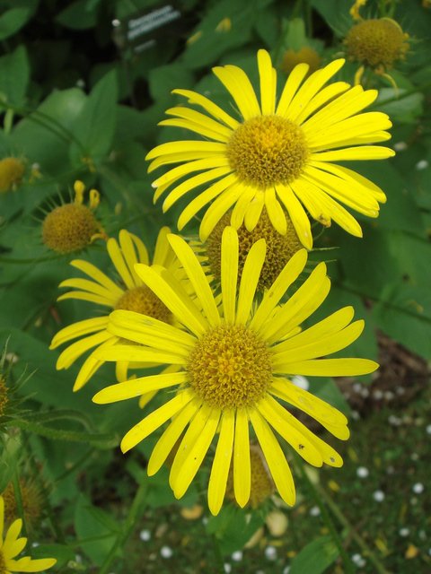 Doronicum pardalianches fleur
